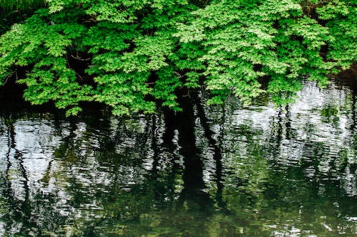 Tree Branches Reflection in Water