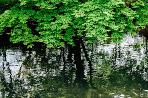 Безкоштовне стокове фото на тему «відображення, впритул, гілки»