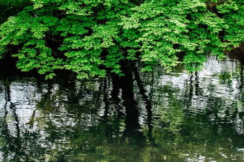 Free A serene nature scene with vibrant green foliage reflecting over calm water creating a tranquil setting. Stock Photo