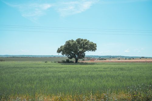 Free A solitary tree stands amidst vast green fields under a clear blue sky, symbolizing tranquility. Stock Photo