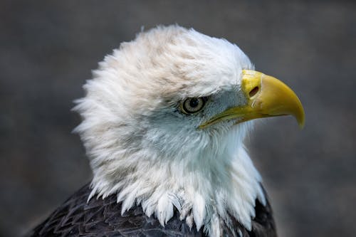 Бесплатное стоковое фото с Белоголовый орлан, глаз, дикая природа