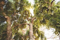 从下方探索树枝与绿叶的繁茂之美，捕捉大自然的宁静