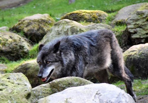 Серый волк возле скал