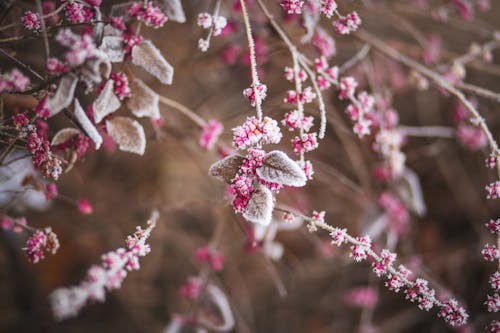 Pink Petaled Flower Closeup Photography