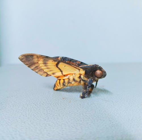 Foto profissional grátis de borboleta, borboleta da morte