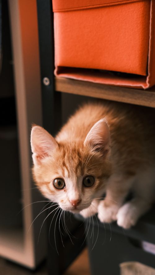 Free Cute ginger kitten playfully peeking from a shelf, captured indoors with warm lighting. Stock Photo