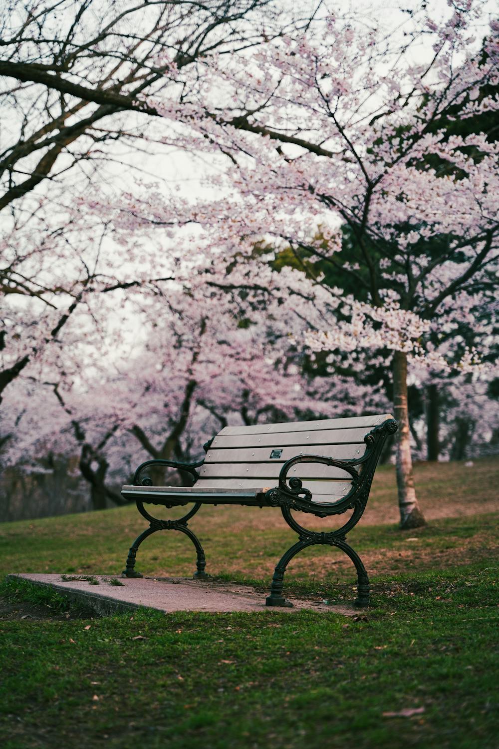 Bench under Cherry Trees in Spring · Free Stock Photo