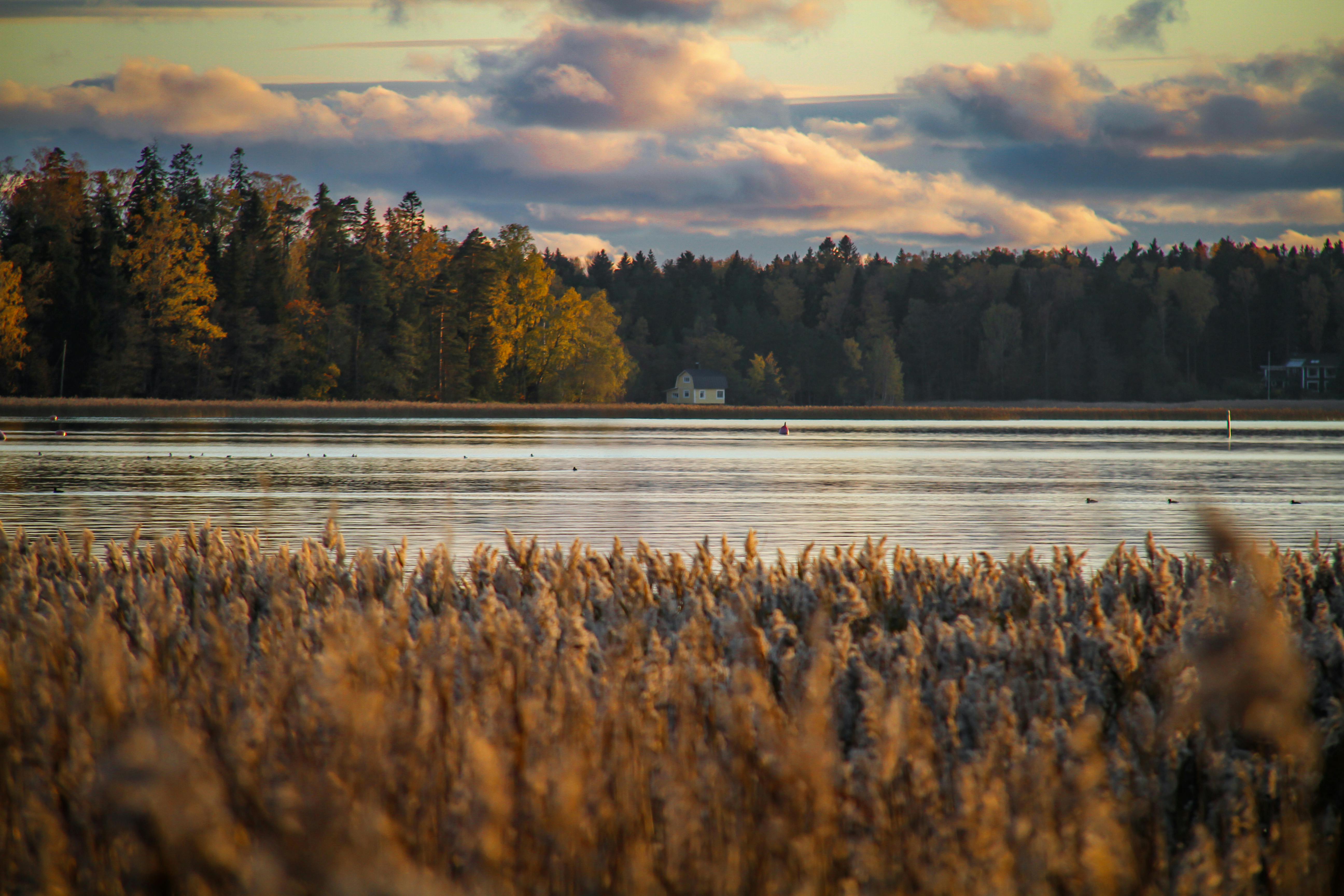 Peaceful autumn lake view with reeds and forest, showcasing beautiful sunset colors and reflections.
