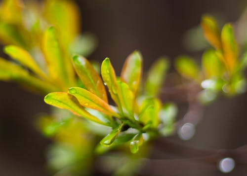 Fresh  green leaves with water droplets