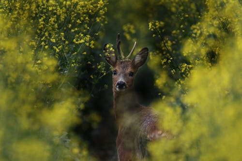 Brown Deer Between Flowers