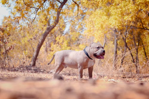 Brown American Bully Debout Près Des Arbres