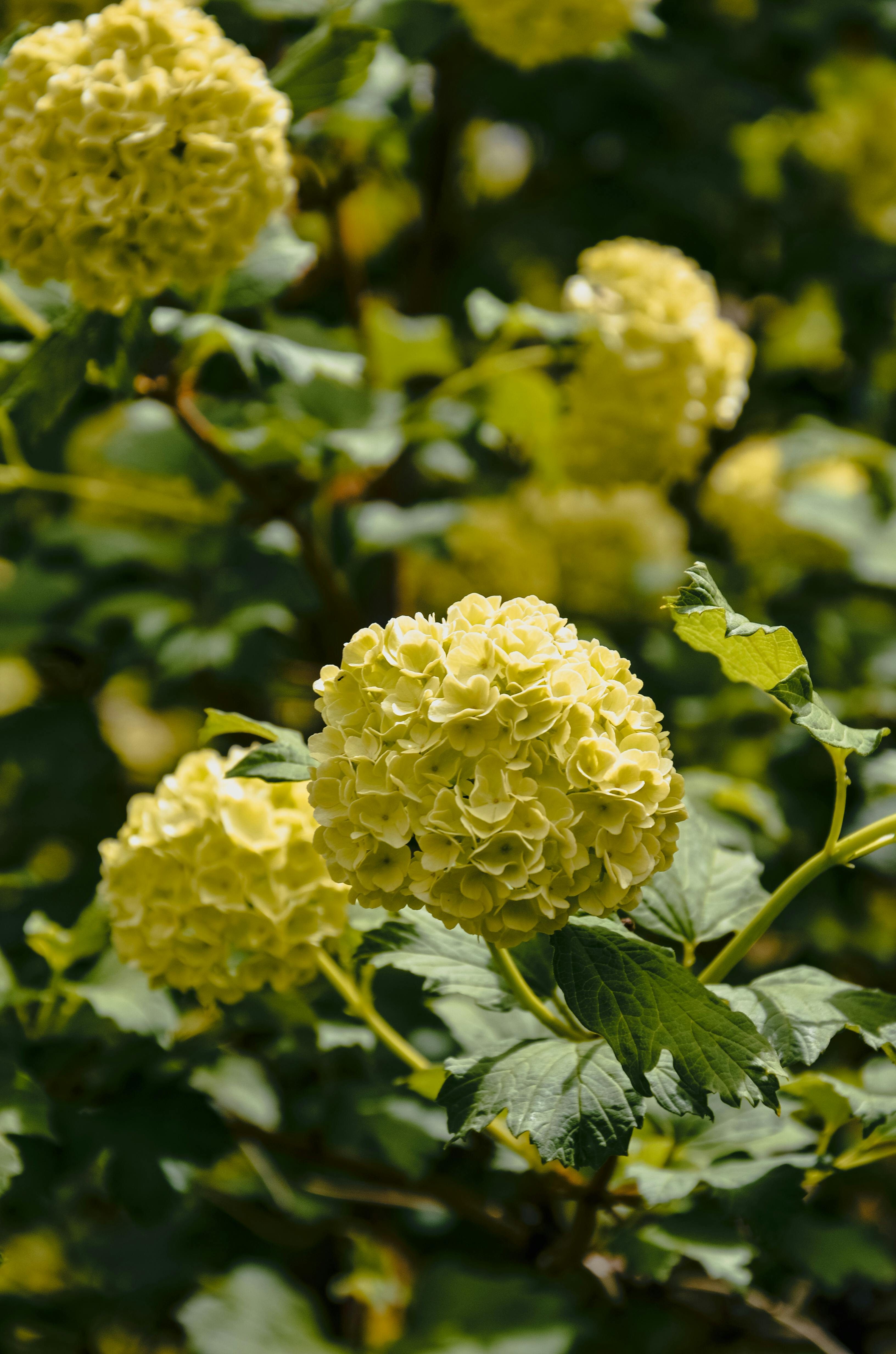 Captivating close-up of vibrant hydrangea flowers in full bloom, showcasing nature's beauty.