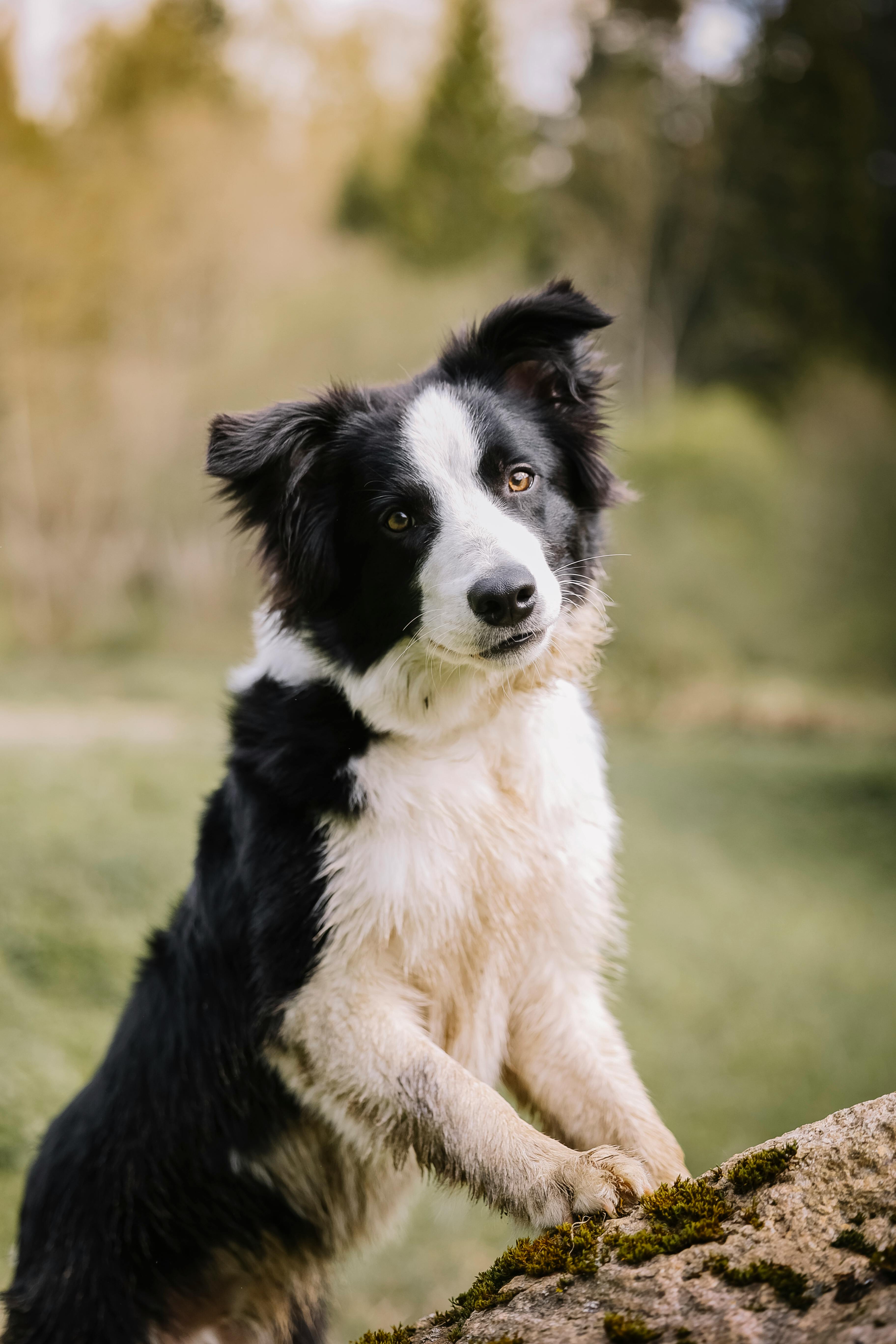 Border collie