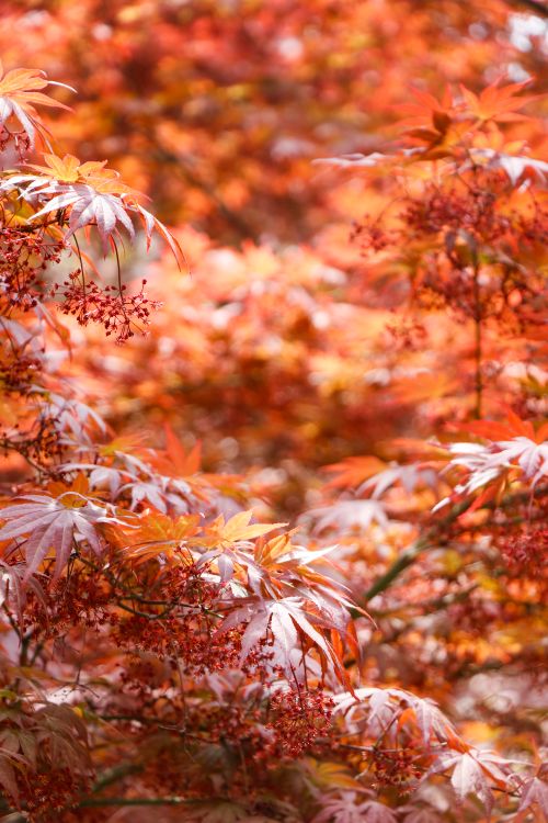 Free Beautiful red and orange autumn leaves in soft focus, capturing the essence of fall. Stock Photo