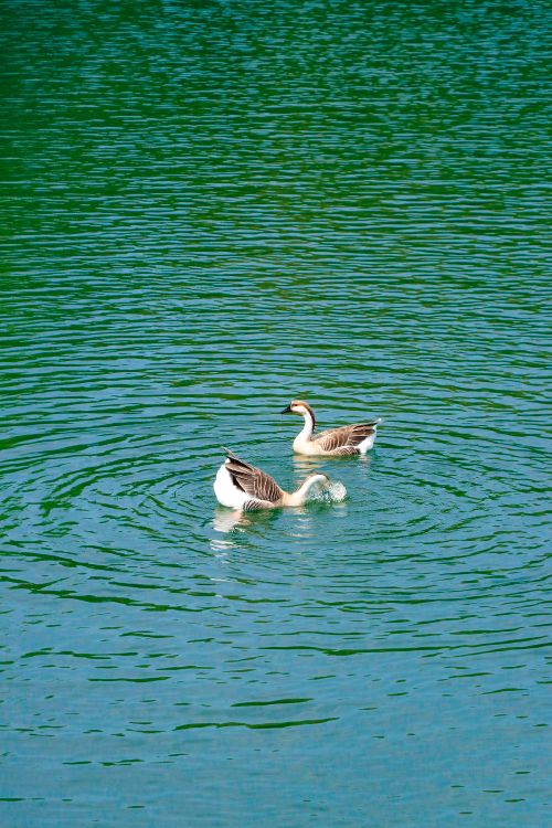 Free Two geese gracefully swimming in a tranquil lake setting. Stock Photo
