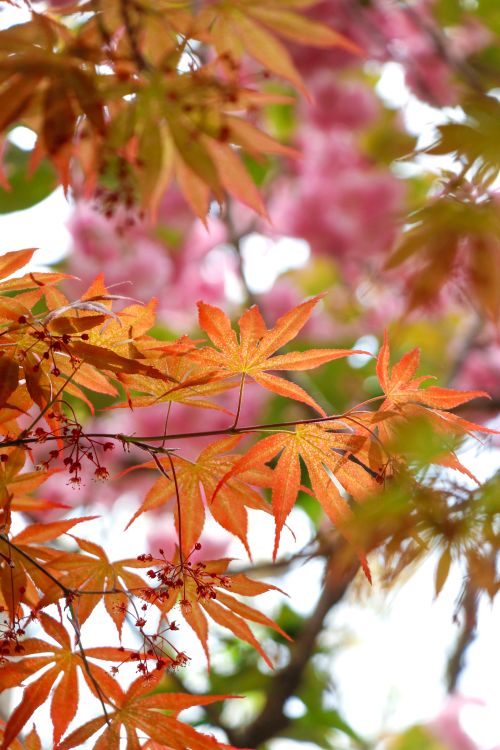 Free Colorful autumn leaves in focus against a soft pink floral backdrop, showcasing nature's beauty. Stock Photo