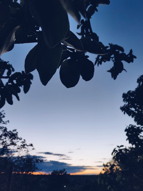бесплатная Деревья над голубым небом Стоковое фото