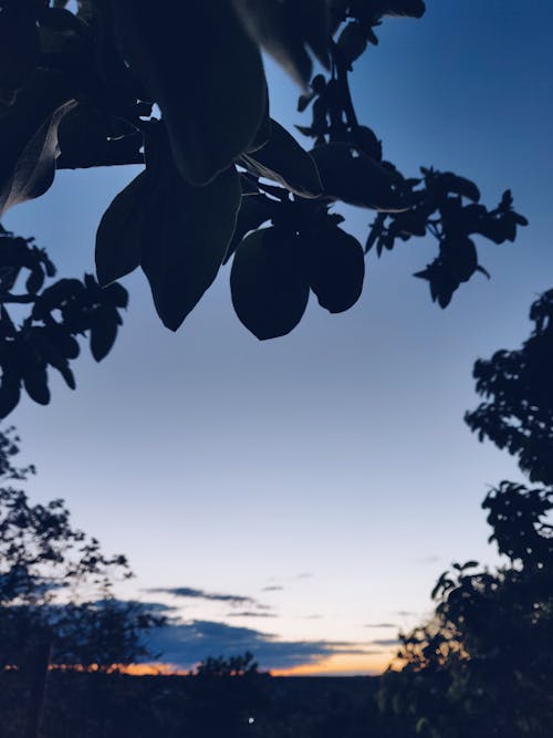 Free Trees over Blue Skies Stock Photo