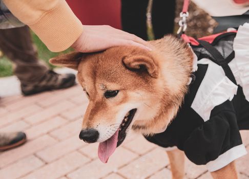 可爱的柴犬穿着戏服在户外，被亲切地抚摸着头部