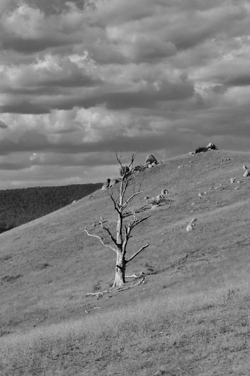 A lone tree on a hillside in black and white