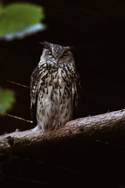An owl sitting on a branch in the woods