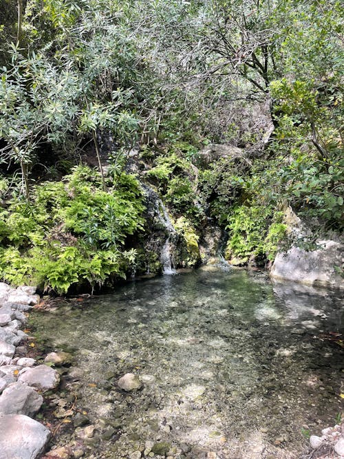 Ingyenes stockfotó erdő, lycian, lycian módon témában