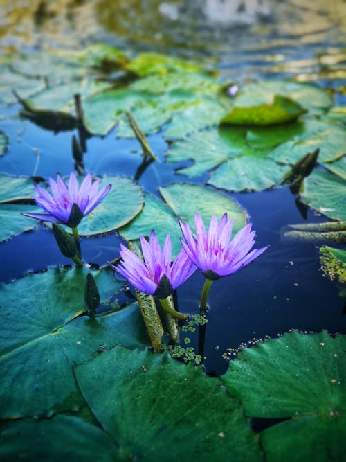 Gratis lagerfoto af blå, blåt vand, blomst