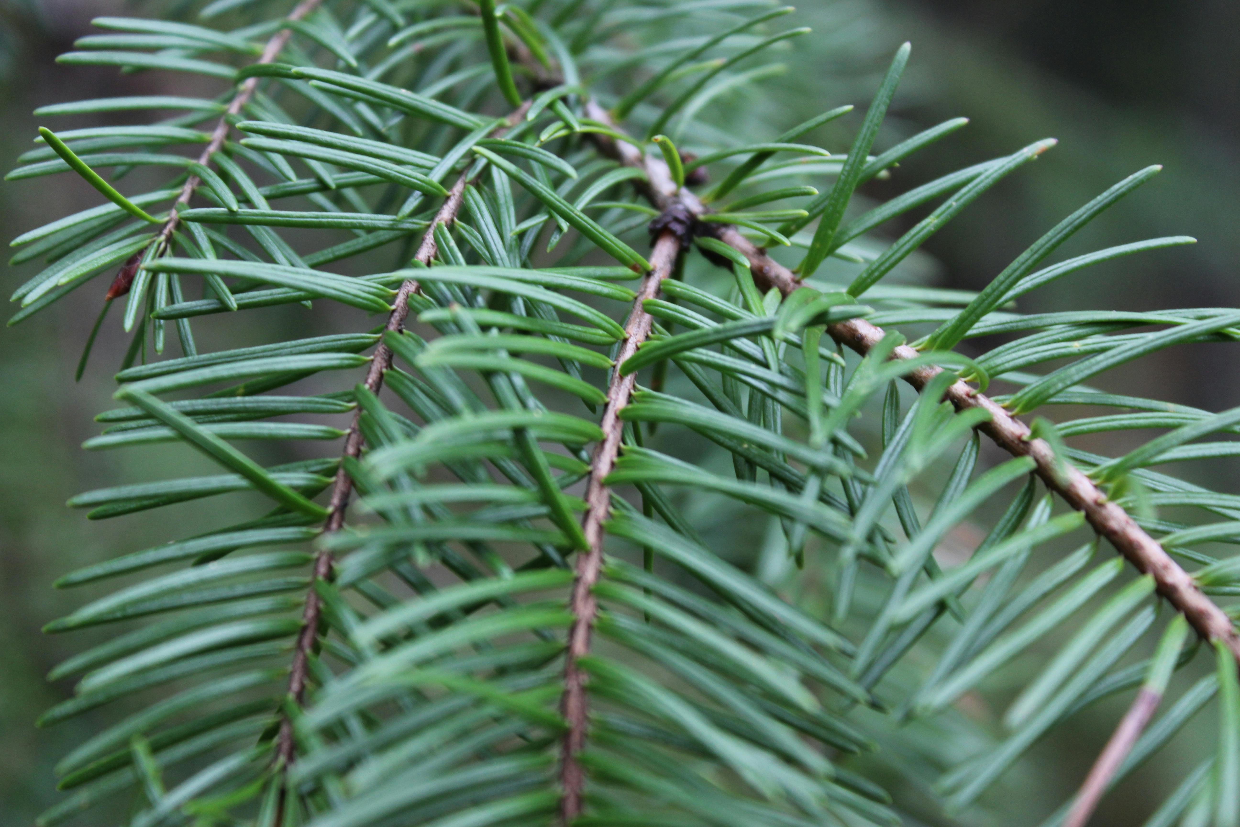Pine Needles