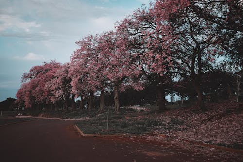 Free Pink Flowering Trees Stock Photo