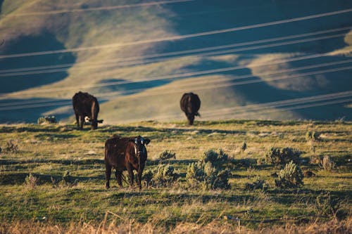 Three Cows on Green Grass