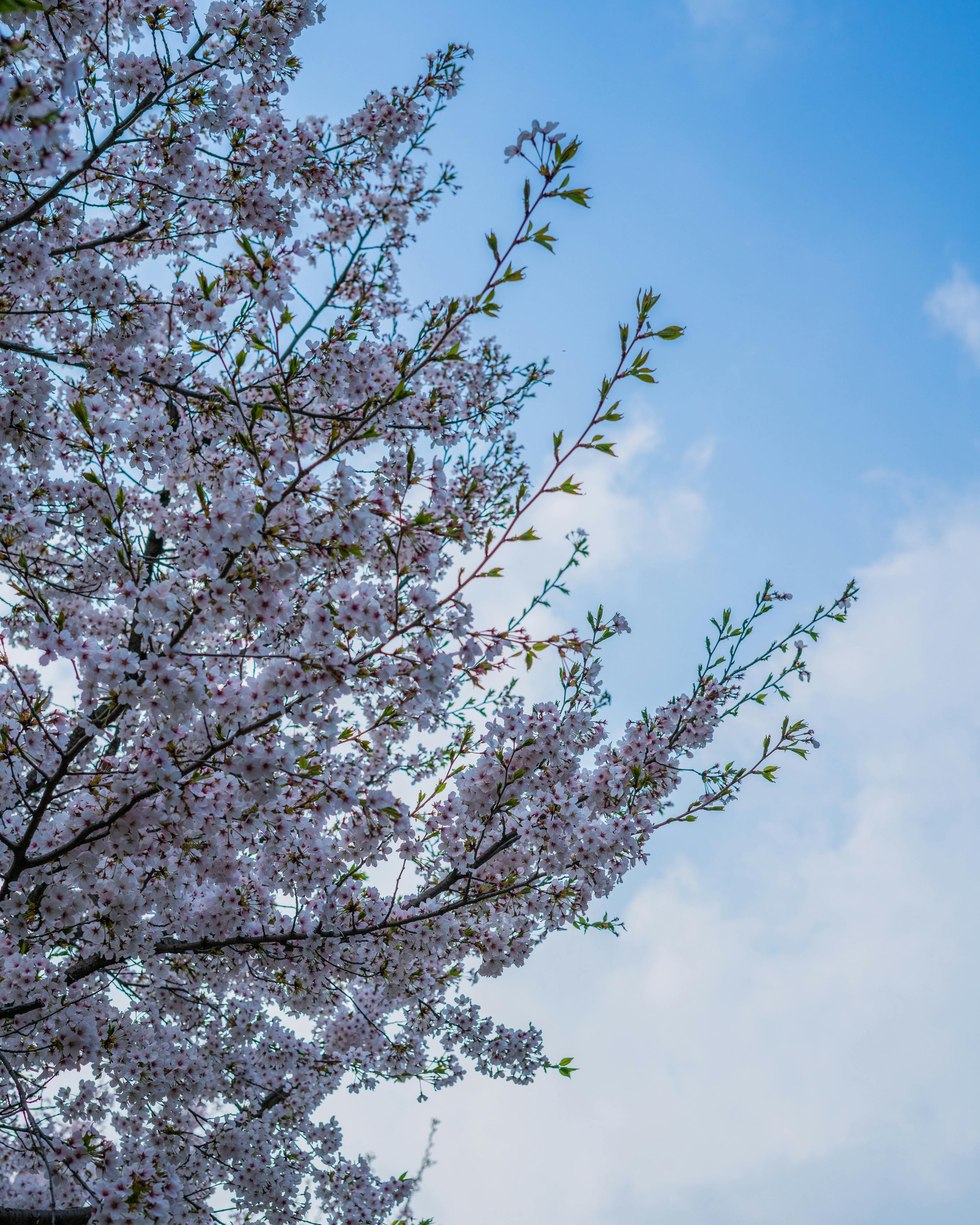 Free stock photo of blue, cherry blossom, flower
