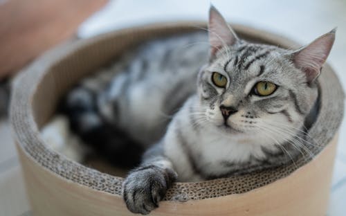 Free Silver Tabby Cat on Round Cardboard Tube Stock Photo