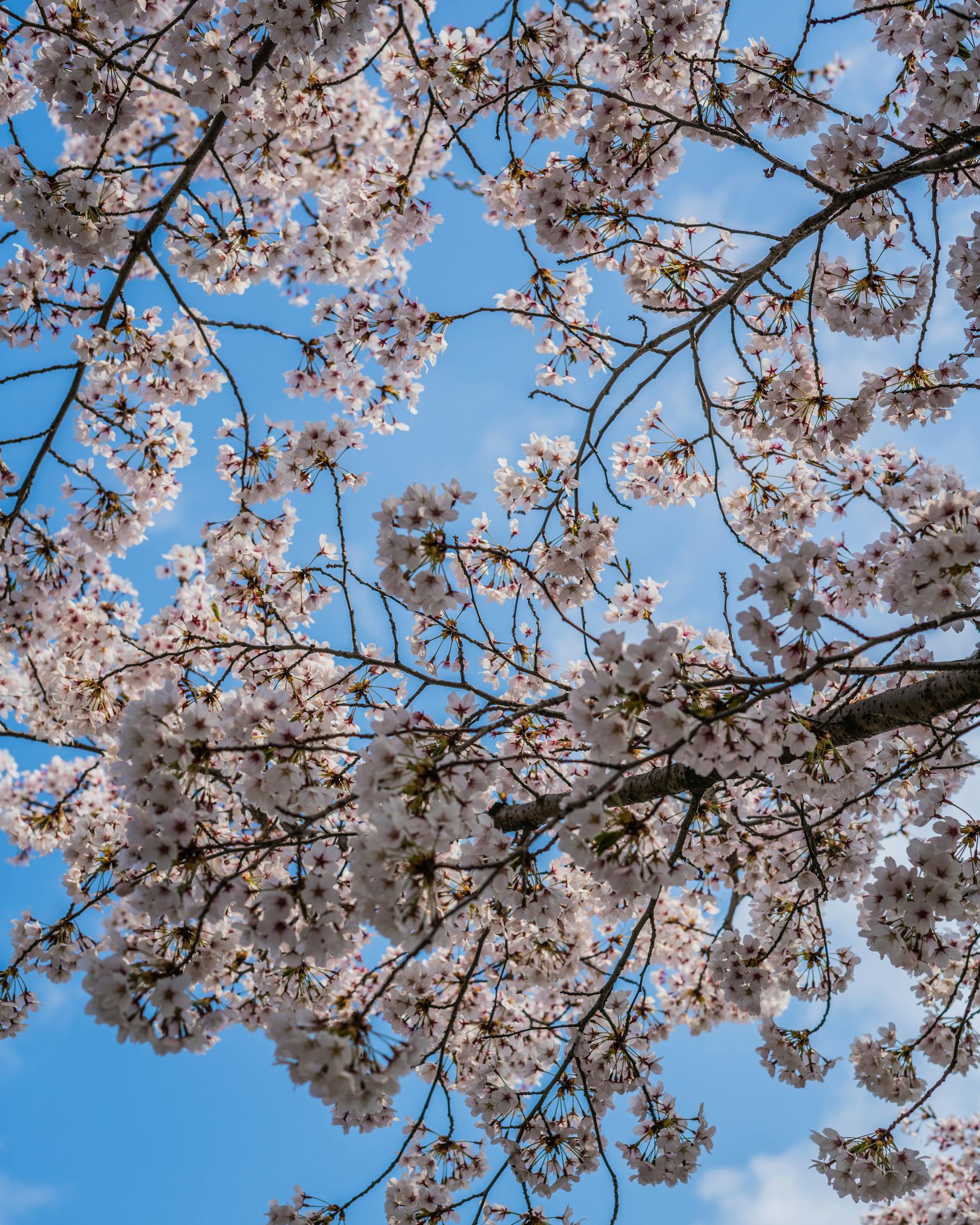 Free stock photo of beautiful, blue, cherry blossom