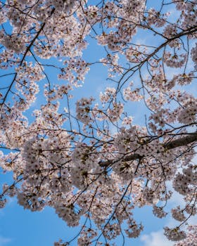 韩国首尔春季樱花盛开的低角度景观