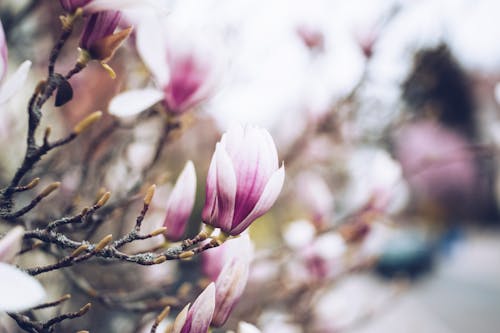 Free Pink and White Flower in Tilt Shift Lens Stock Photo