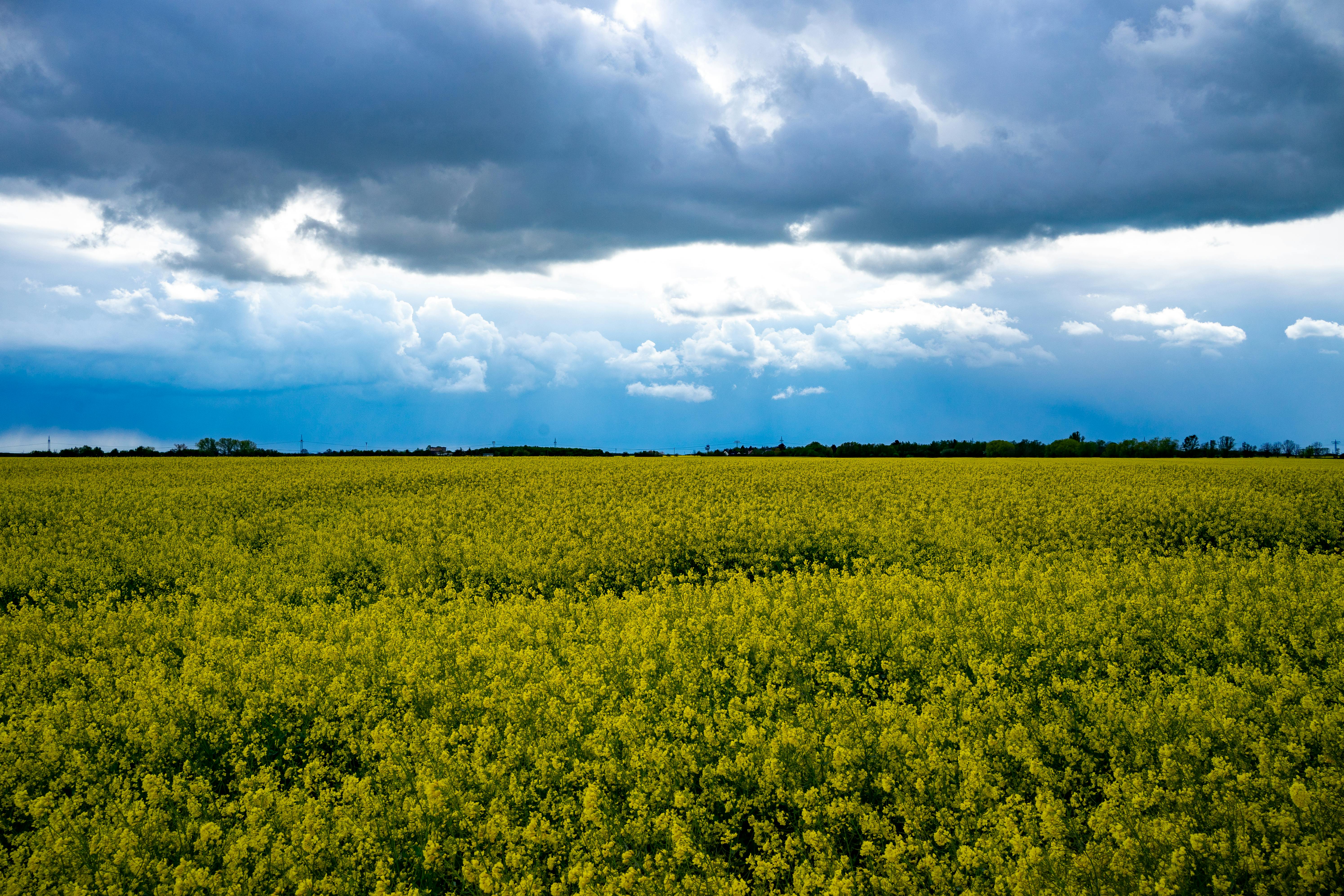 Vast rapeseed field in Schkeuditz, Germany, under dramatic cloudy skies.