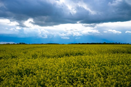 Free Vast rapeseed field in Schkeuditz, Germany, under dramatic cloudy skies. Stock Photo