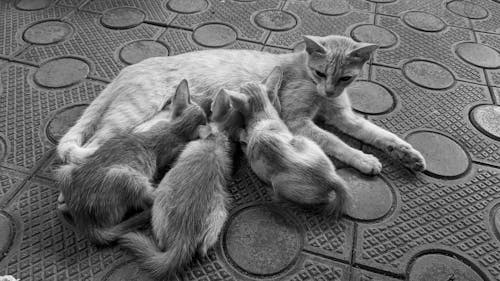 Free stock photo of black and white, cats