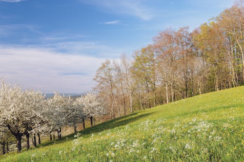 Kostnadsfri bild av äpple, blad, blomma