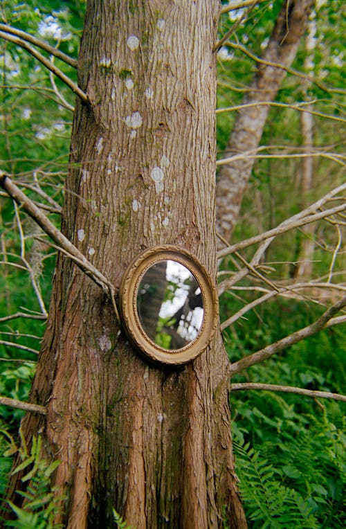 A mirror hanging on a tree trunk