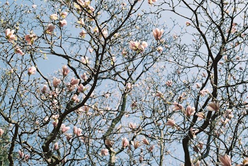 Gratis arkivbilde med årstid, blå himmel, blad