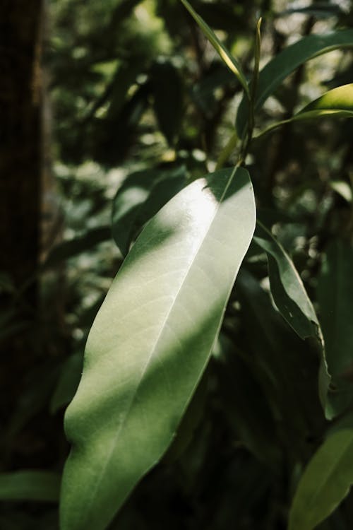 A leaf in the forest with a green leaf