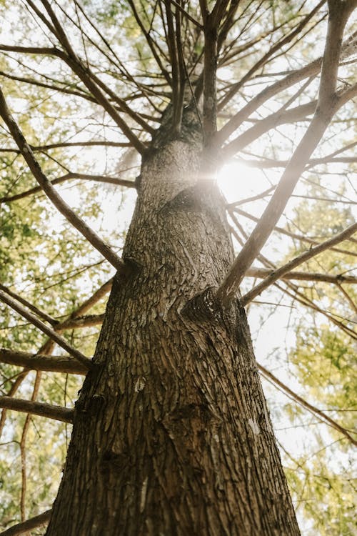 Free A tree with the sun shining through it Stock Photo