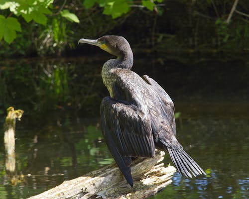 Cormorant perched on a log sunning its back.