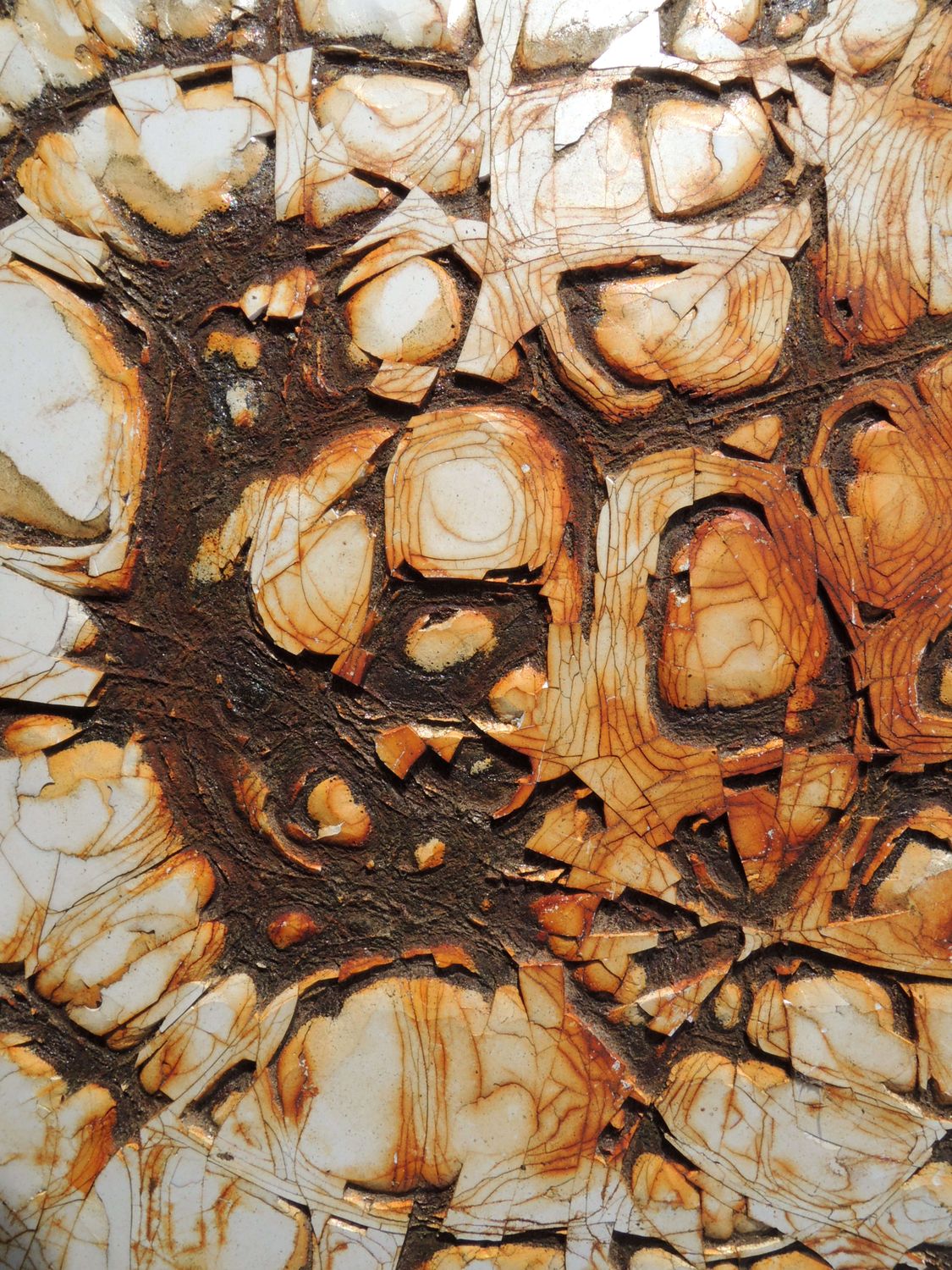 Crustacean Shell Patterning Cracked Crustacean Shell · Free Stock Photo