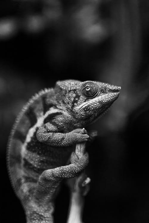 B&W Chameleon 