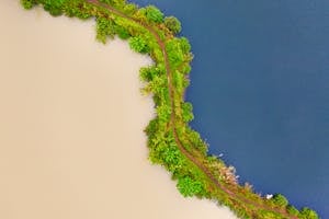Trees Near Ocean