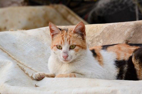 Free Calico cat lounging peacefully on a rustic sofa in Batroun, Lebanon. Stock Photo