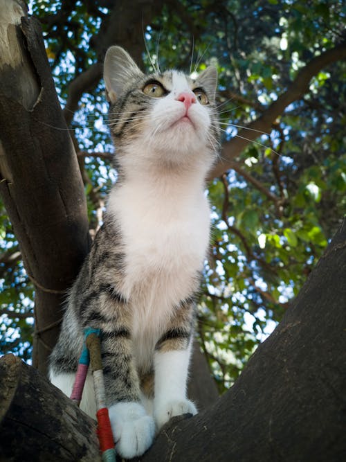 Brown Tabby Cat