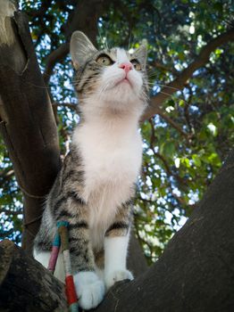 一只迷人的小猫栖息在树枝上，眼睛明亮，皮毛柔软